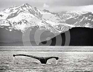 Humpback Whale Tail, Alaska photo