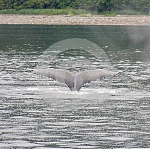 Humpback Whale Tail in Alaska Waters