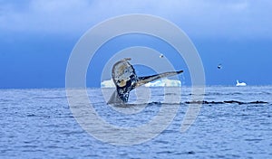 Humpback Whale Tail Blue Iceberg Water Charlotte Bay Antarctica