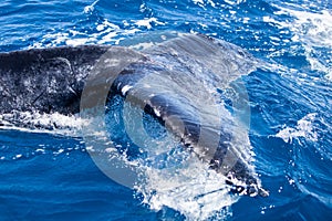 Humpback Whale Tail and Blue Water