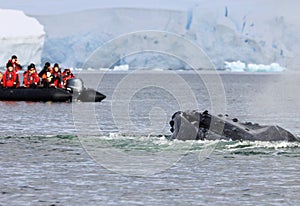 Humpback whale tail with boat