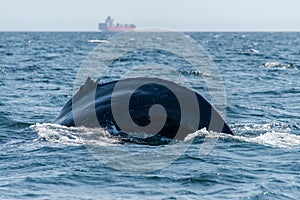 Humpback Whale Tail - British Columbia, Canada