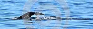 Humpback whale tail, called a fluke, off Faxafloi Bay, Reykjavik, Iceland