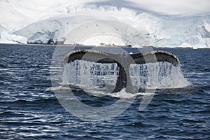 Humpback Whale tail photo