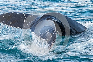 Humpback Whale Tail, Dalvik Iceland