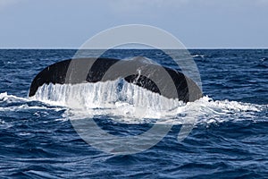 Humpback Whale Tail Disappearing Into Ocean