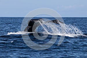 Humpback Whale Tail Disappearing Into Sea