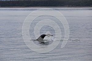 A humpback whale tail displaying off the coast of Juneau, Alaska