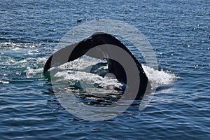 Humpback whale tail
