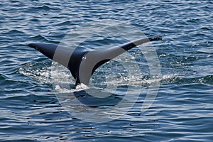 Humpback whale tail