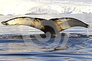 Humpback whale tail dived into the waters near the Antarctic Pen