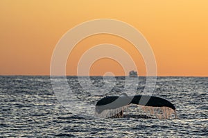 humpback whale tail while diving at sunset in cabo san lucas baja california sur mexico pacific ocean