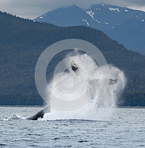 Humpback Whale Tail Flip, Alaska