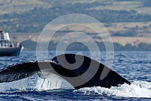Humpback whale tail fluke.