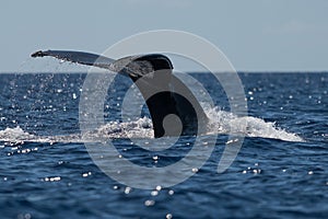 Humpback whale tail fluke