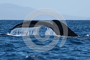 Humpback whale tail fluke