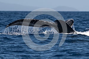 Humpback whale tail fluke