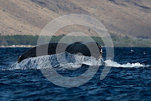 Humpback whale tail fluke