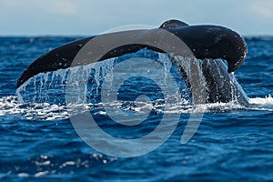 Humpback whale tail fluke