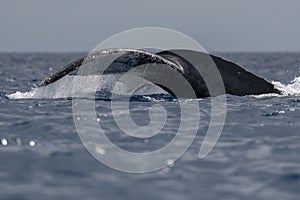 Humpback whale tail fluke