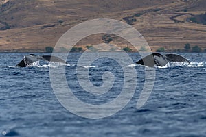 Humpback whale tail fluke