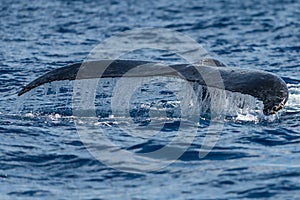 Humpback whale tail fluke