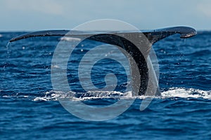 Humpback whale tail fluke