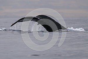 Humpback whale tail fluke