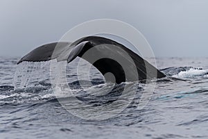 Humpback whale tail fluke