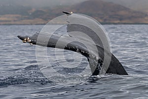 Humpback whale tail fluke