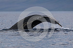 Humpback whale tail fluke