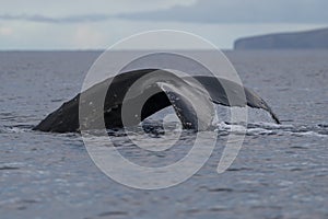 Humpback whale tail fluke