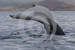 Humpback whale tail fluke