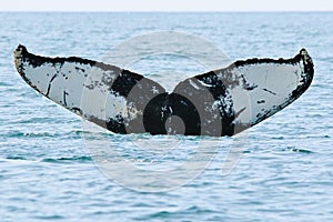 Humpback Whale Tail or Fluke