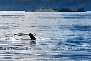 Humpback Whale Tail Fluke