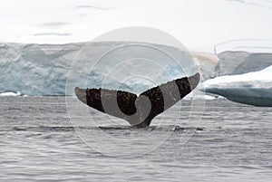 Humpback whale tail fluke in Antarctica
