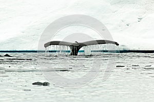 Humpback whale tail fluke diving in antartic water photo