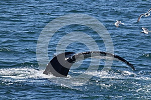 Humpback whale tail (fluke)