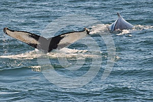 Humpback whale tail (fluke)