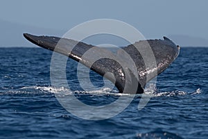 Humpback whale tail fluke