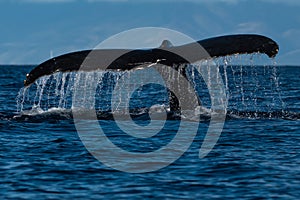 Humpback whale tail fluke near Lahaina in Hawaii.