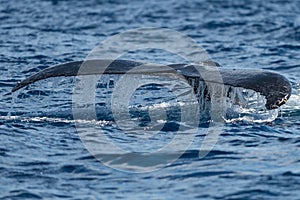 Humpback whale tail fluke