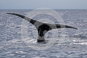 Humpback whale tail fluke