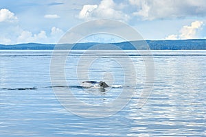 Humpback Whale Tail Fluke Johnstone Strait