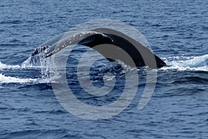 Humpback whale tail fluke.