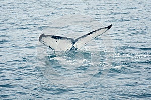 Humpback Whale Tail Fluke, Megaptera Novaeangliae, Southeast Alaska