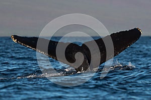 Humpback whale tail fluke near Lahaina in Hawaii.