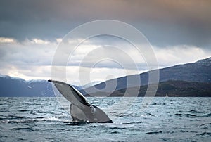 Humpback Whale Tail Fluke in the ocean in Tromso Norway