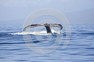 Humpback whale tail flukes against blue water