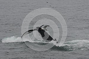 Humpback Whale Tail Flukes Shown While Diving at Cape Cod Massachusetts